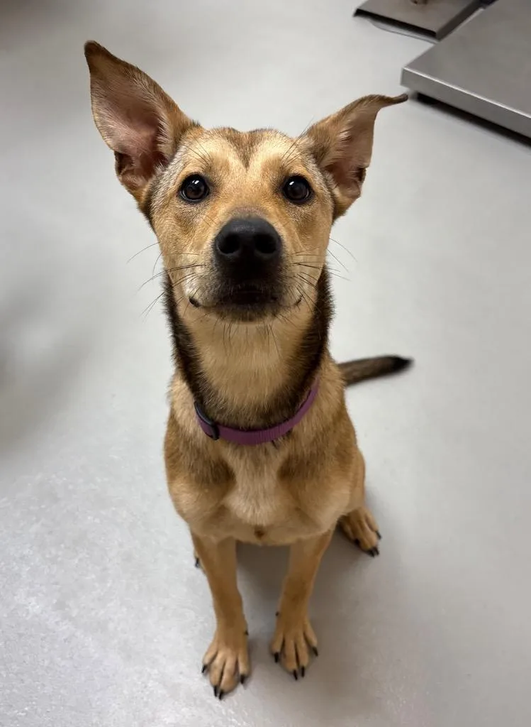 A young medium-sized female Shepherd dog named Xyla Daisy for adoption in Greeneville, TN