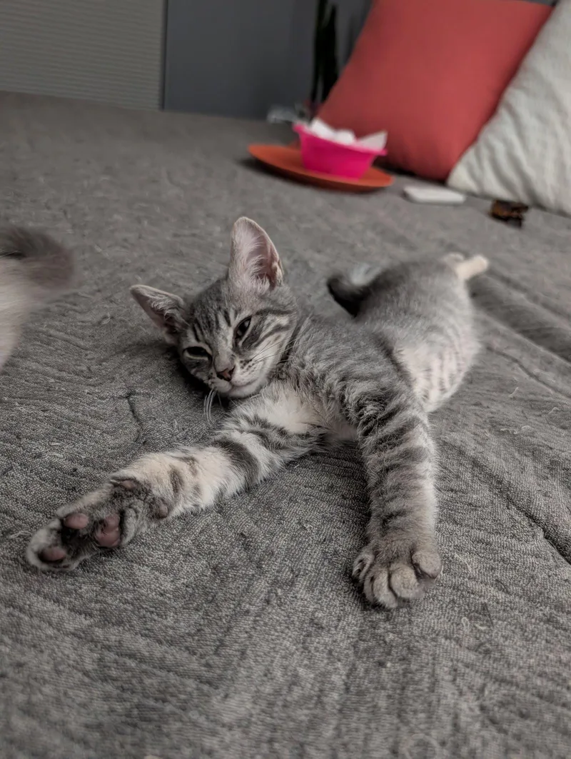 A baby medium-sized female Domestic Short Hair cat named Paulina Porizakova for adoption in Glendale, AZ