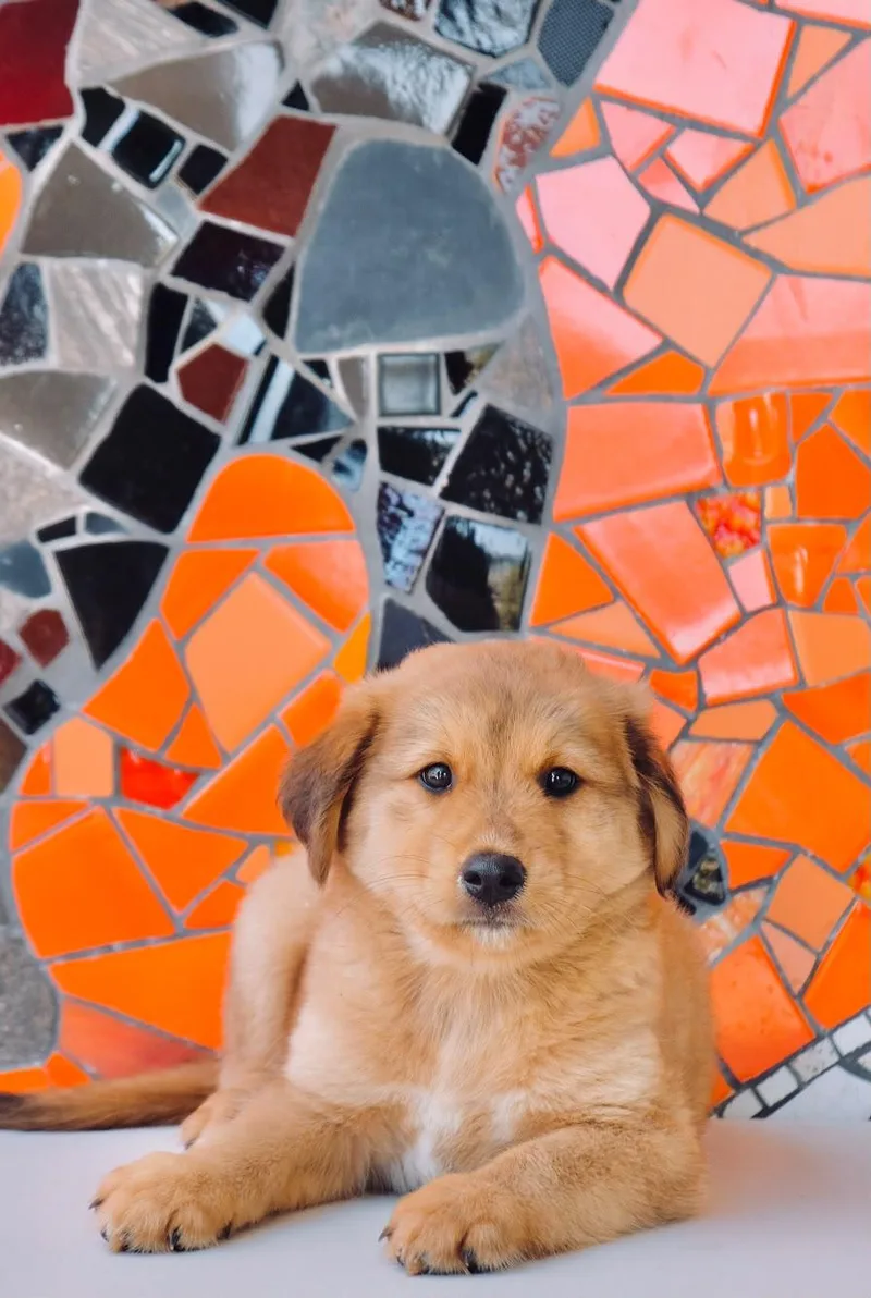 Spain Pup Zaragoza
