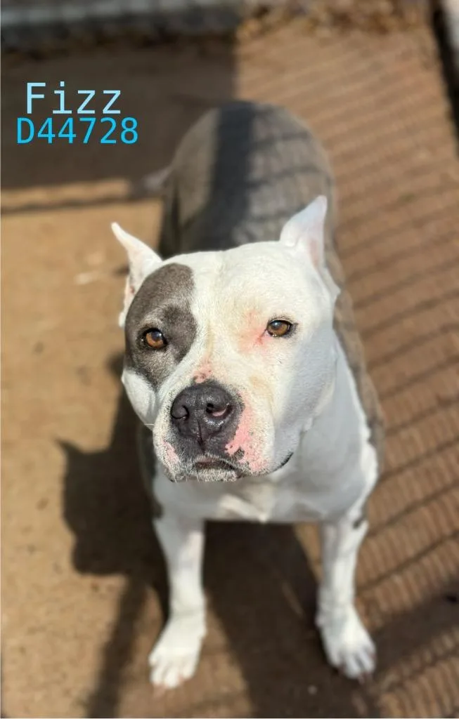 An adult medium-sized male Pit Bull Terrier dog named Fizz for adoption in Clarksville, TN