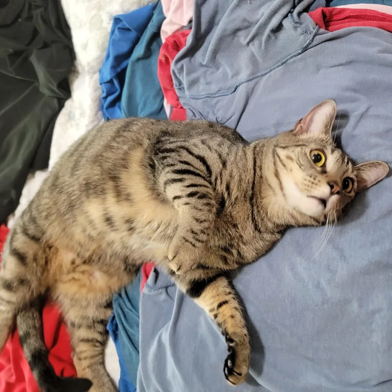 A young medium-sized male Tabby (Brown / Chocolate) Domestic Short Hair cat named Umami Edamame for adoption in Houston, TX