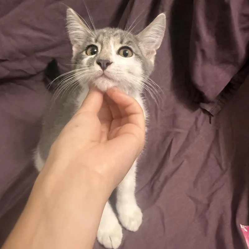 A baby small-sized male Gray / Blue / Silver Domestic Short Hair cat named Pico de Gallo for adoption in Brea, CA
