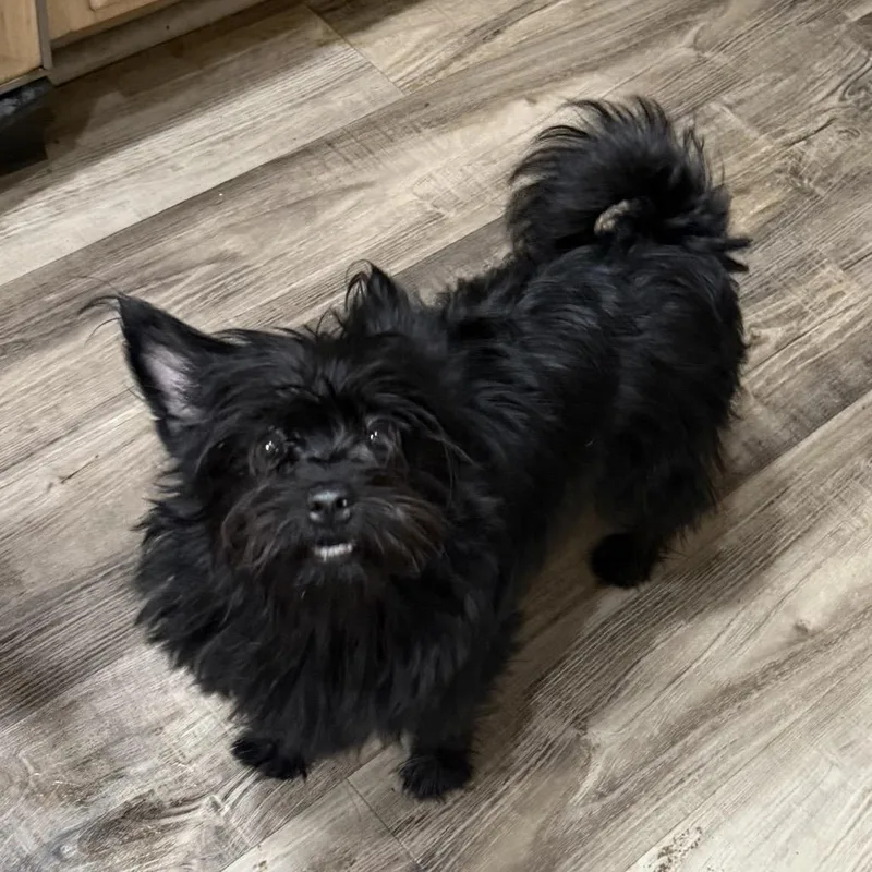 An adult small-sized male Yorkshire Terrier dog named Beetlejuice for adoption in Las Vegas, NV
