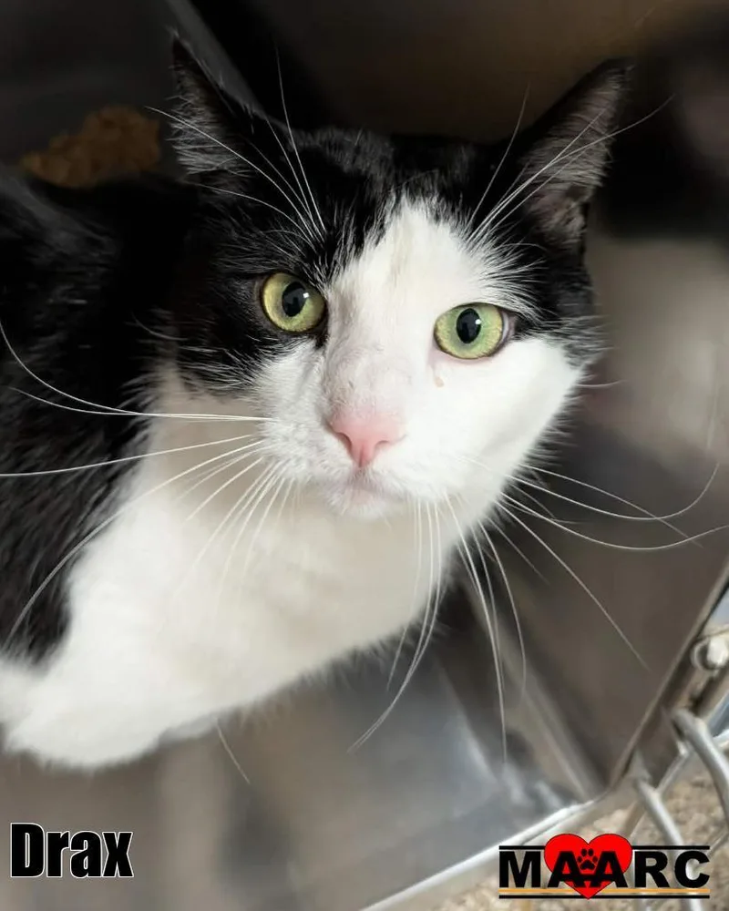 An adult medium-sized male Domestic Short Hair cat named Drax for adoption in Maryville, TN