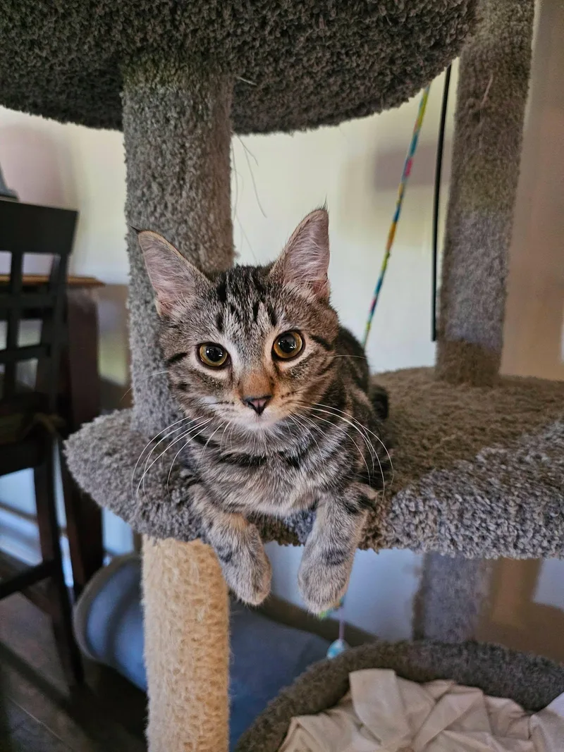 A baby medium-sized female Tabby cat named Ruby for adoption in Freeland, MI
