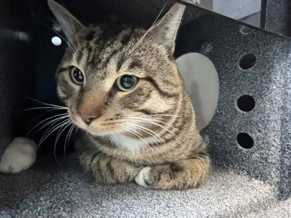 An adult large-sized male Domestic Short Hair cat named Nino for adoption in New York, NY