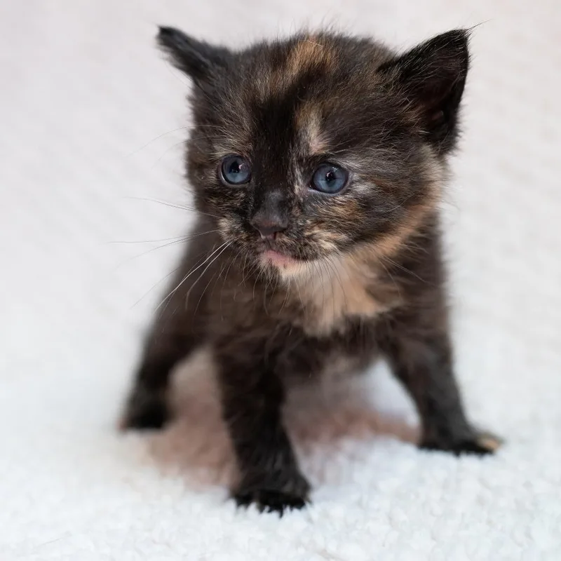 A baby small-sized female Black Domestic Short Hair cat named Kyra for adoption in Fulton, MO