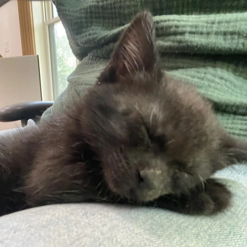 A baby small-sized female Black Domestic Short Hair cat named Ophelia for adoption in Normal, IL