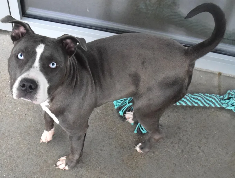 An adult large-sized male Gray / Blue / Silver Pit Bull Terrier dog named "duke" for adoption in Broken Arrow, OK