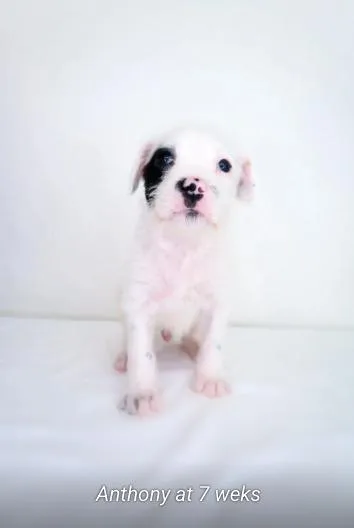 A young medium-sized male White / Cream Poodle dog named Anthony for adoption in Bixby, OK