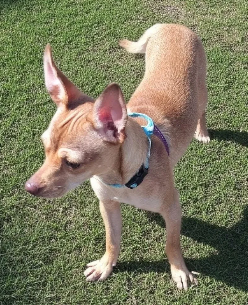 Otis