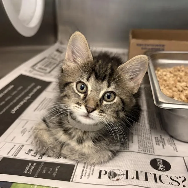 A baby small-sized female Brown / Chocolate Domestic Long Hair cat named Skink for adoption in Marshall, VA