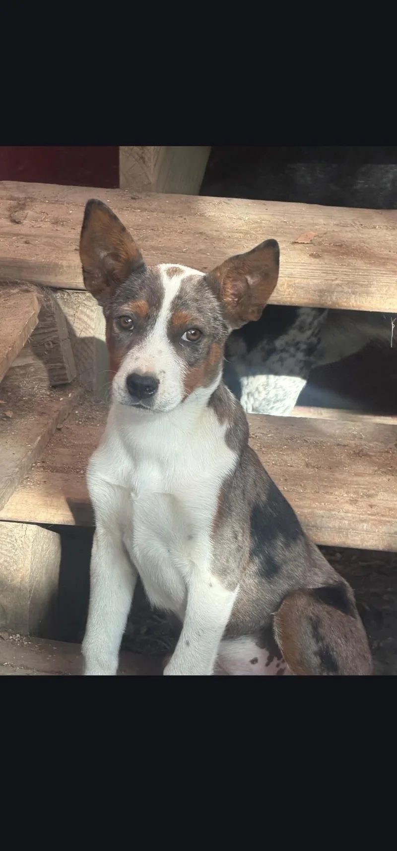 A baby small-sized male Australian Cattle Dog / Blue Heeler named Kenny for adoption in Hardin, MT
