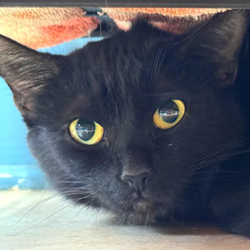A young medium-sized female Black Domestic Short Hair cat named Bauta for adoption in Decatur, GA