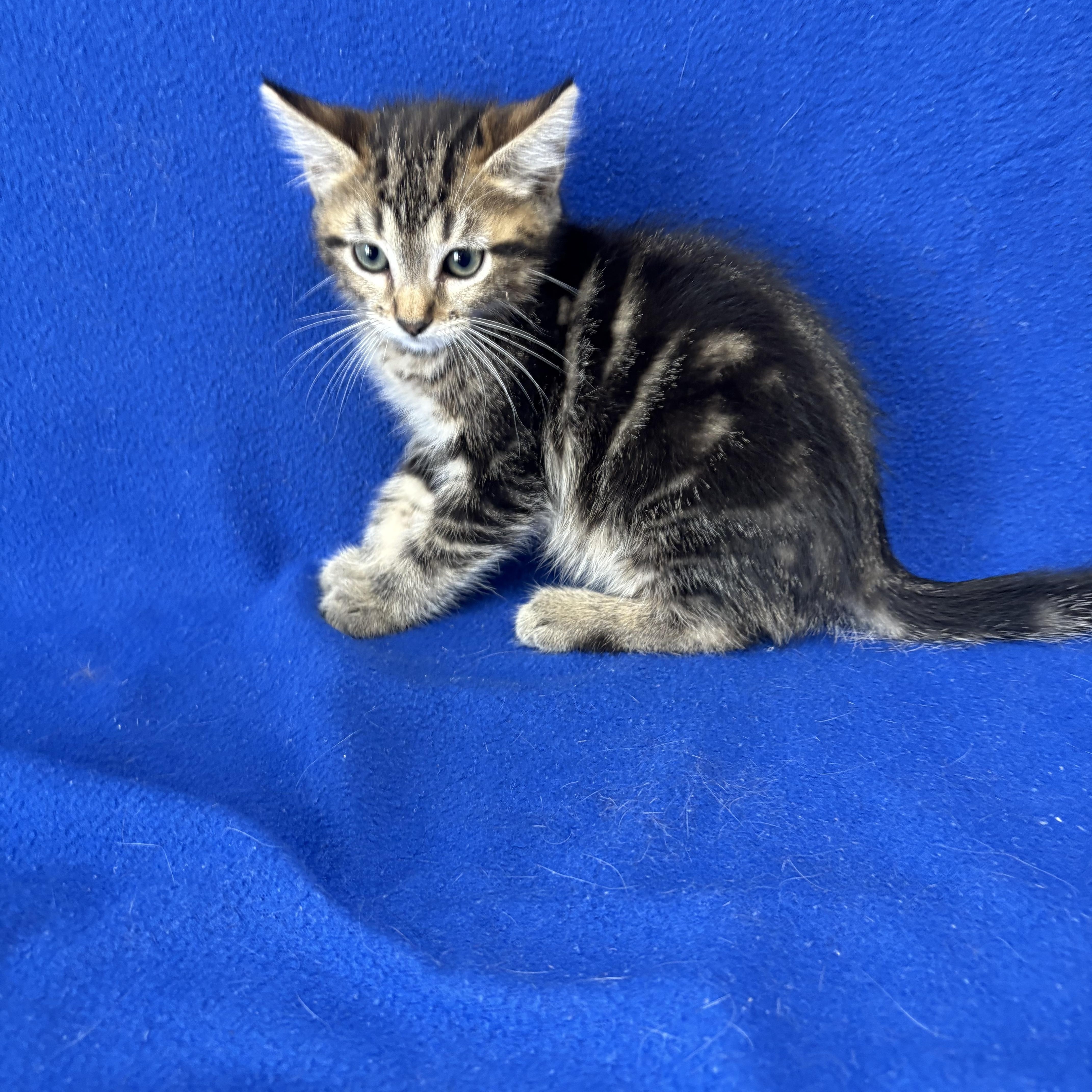 A baby medium-sized male Tabby (Brown / Chocolate) Domestic Short Hair cat named Drake for adoption in Valdosta, GA