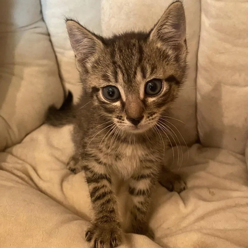 A baby medium-sized male Domestic Short Hair cat named Hopper for adoption in Tampa, FL