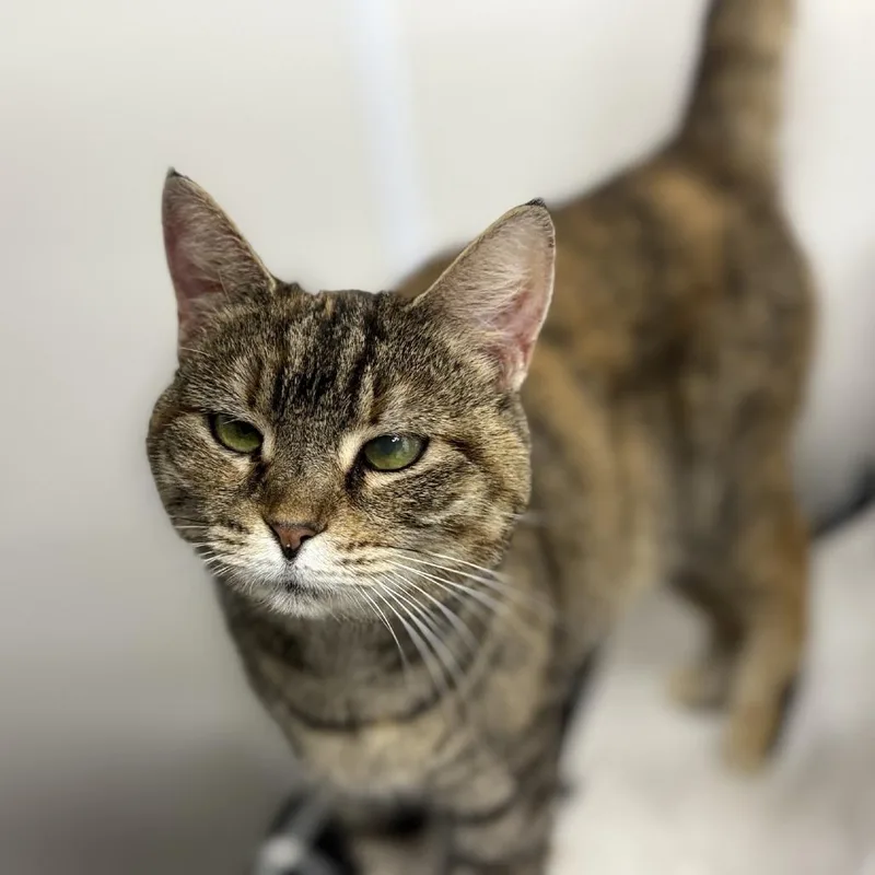 Precious thumbnail 2