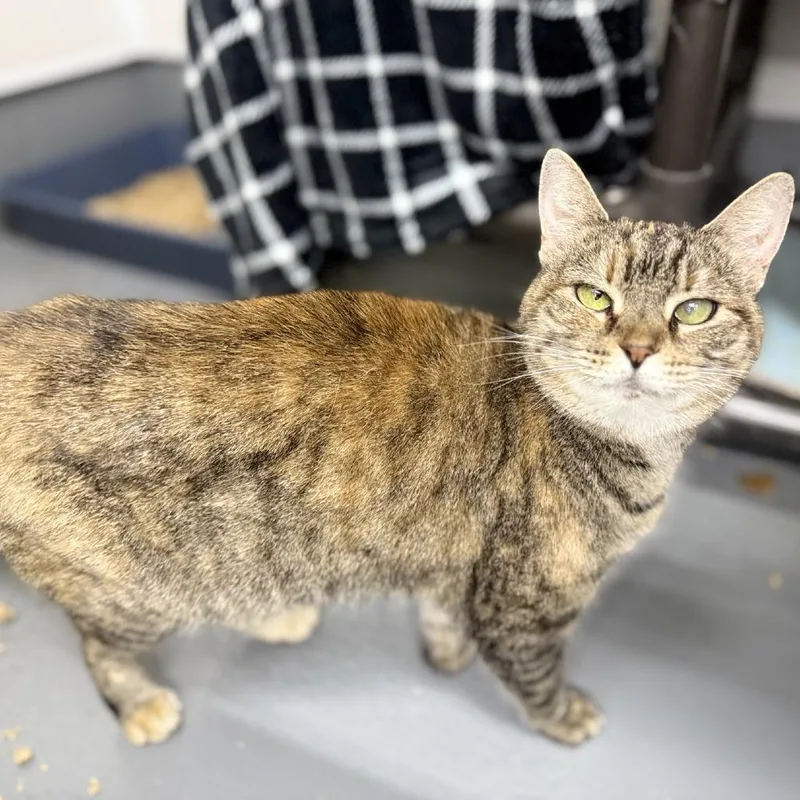 Precious thumbnail 3