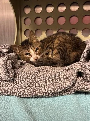 An adult medium-sized male Domestic Short Hair cat named Patrick for adoption in Lafayette, IN