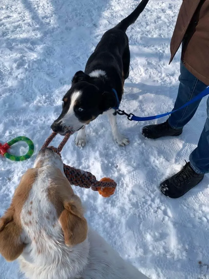 Cupcake Gci Trained Graduate!! thumbnail 2