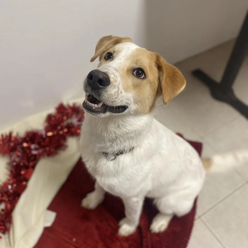 Cupcake Gci Trained Graduate!! thumbnail 4