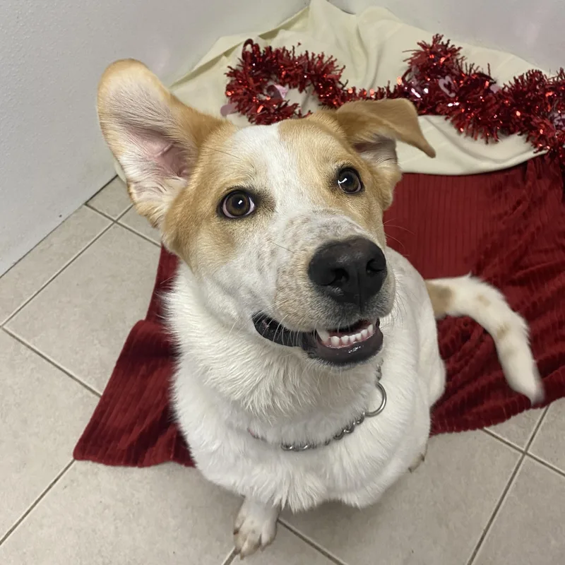 A young medium-sized female Yellow / Tan / Blond / Fawn Australian Cattle Dog / Blue Heeler dog named Cupcake Gci Trained Graduate!! for adoption in Elyria, OH