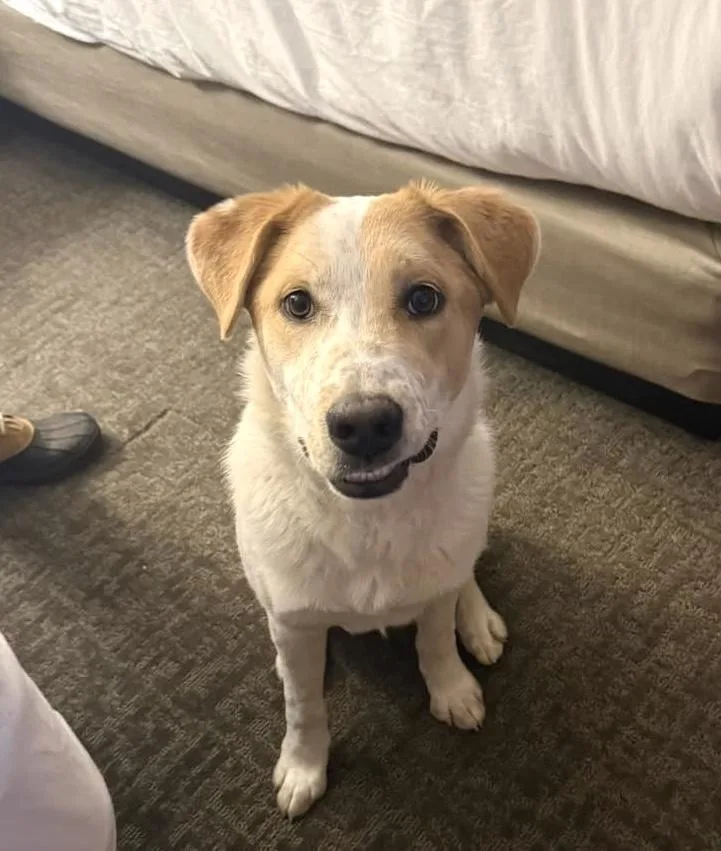 Cupcake Gci Trained Graduate!! thumbnail 6