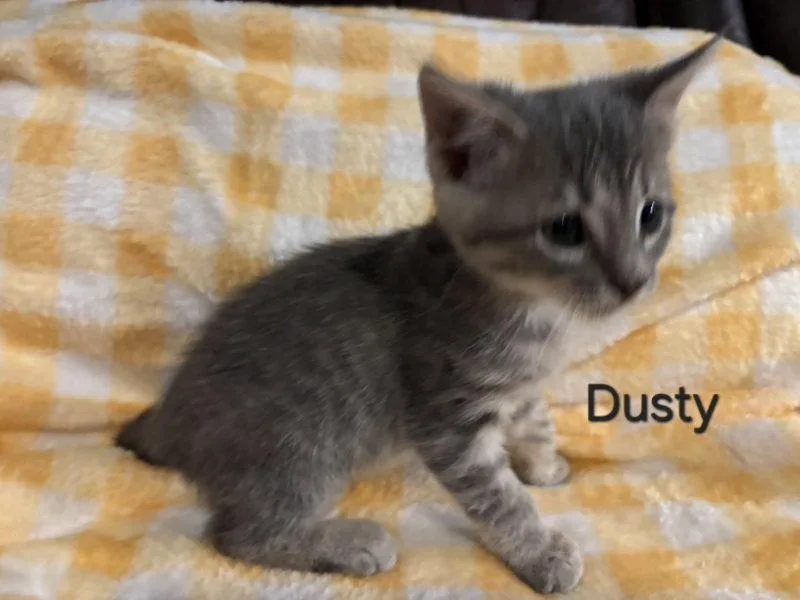 A young medium-sized male Tabby cat named Dusty for adoption in Montgomery, TX
