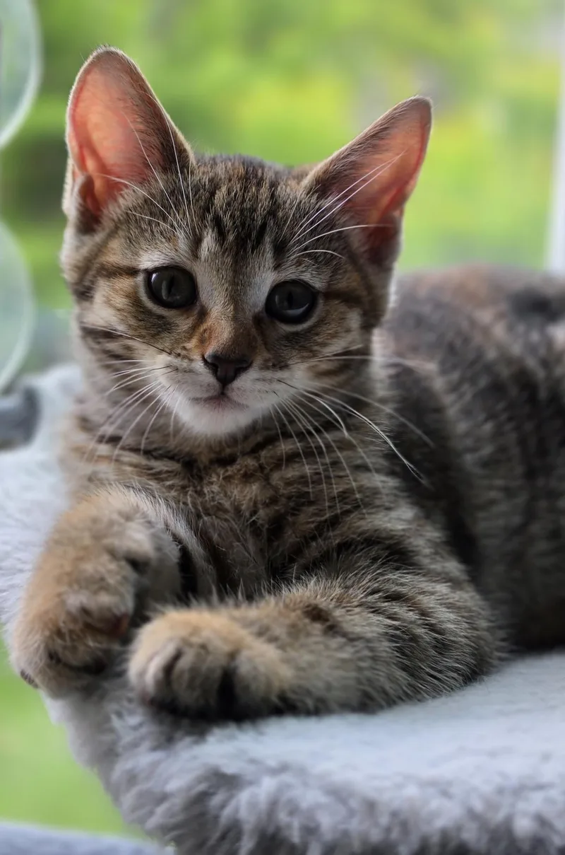 A baby small-sized female Domestic Short Hair cat named Dusk for adoption in Lockport, IL