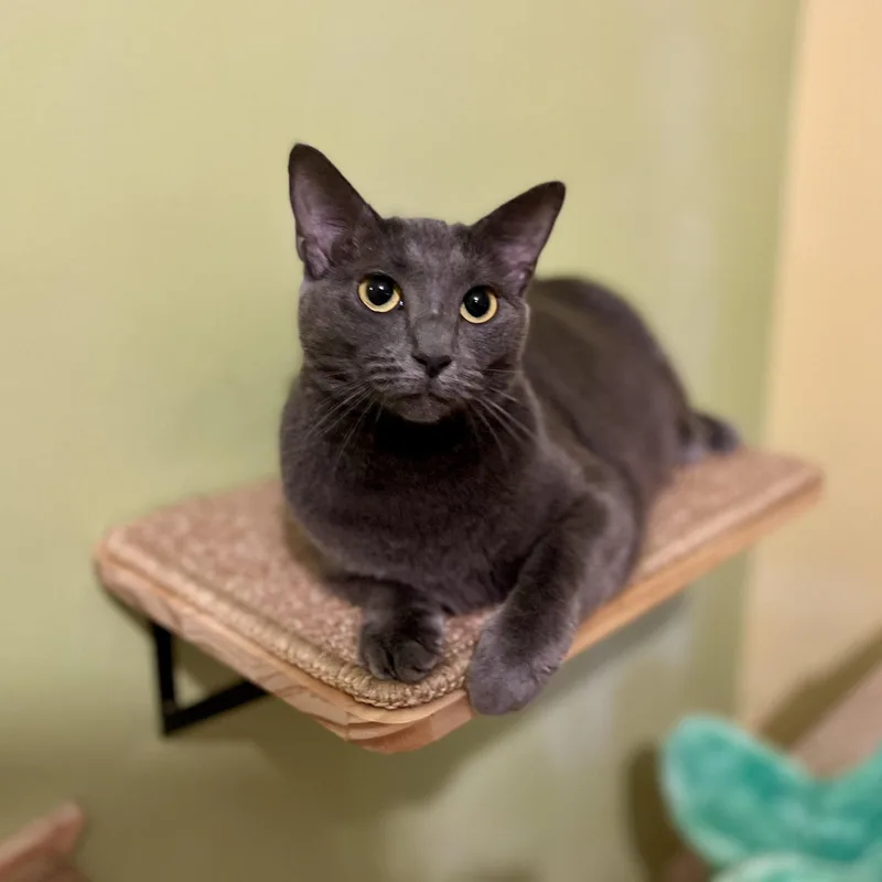 An adult medium-sized female Gray / Blue / Silver Domestic Short Hair cat named Chloe for adoption in Greensboro, NC