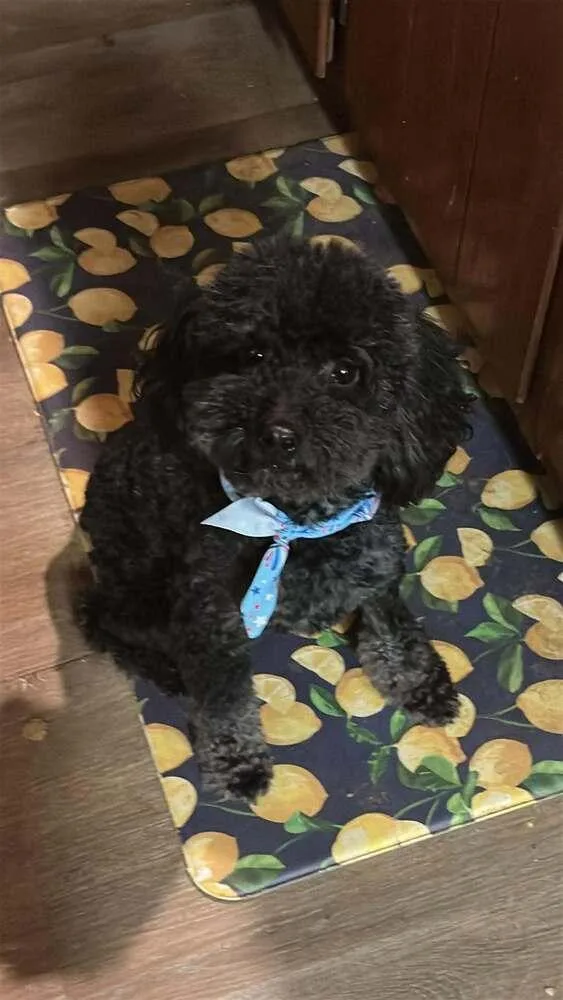 An adult small-sized male Poodle dog named Quill for adoption in Pottstown, PA
