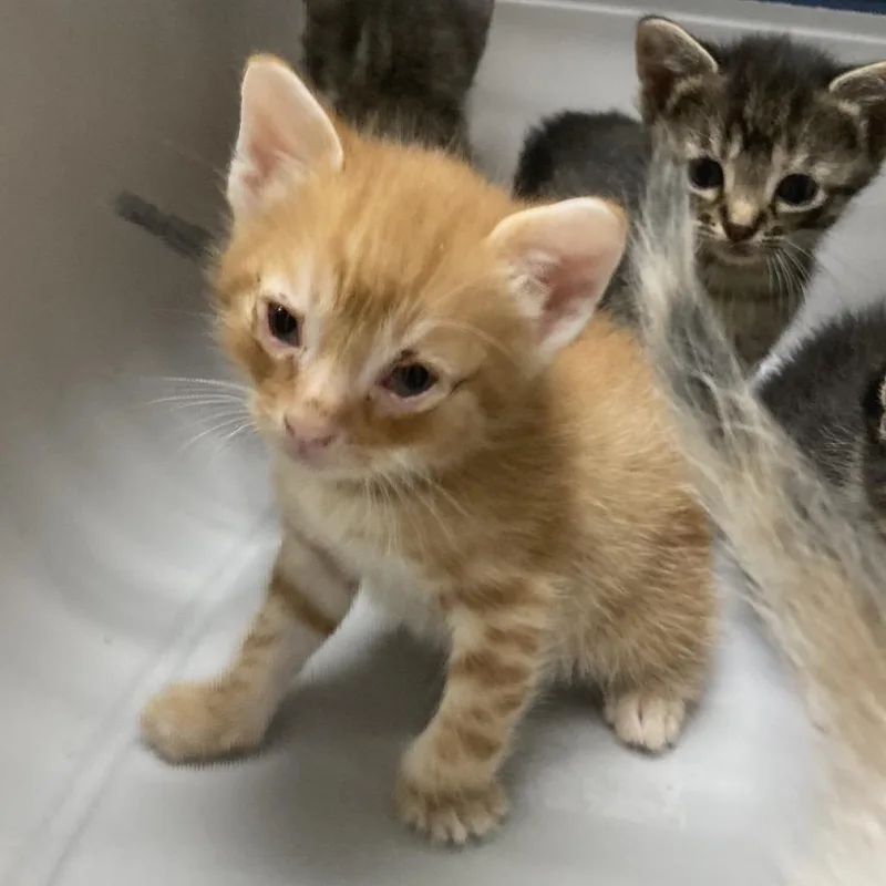 A baby small-sized male Domestic Short Hair cat named Sacramento for adoption in Galveston, TX