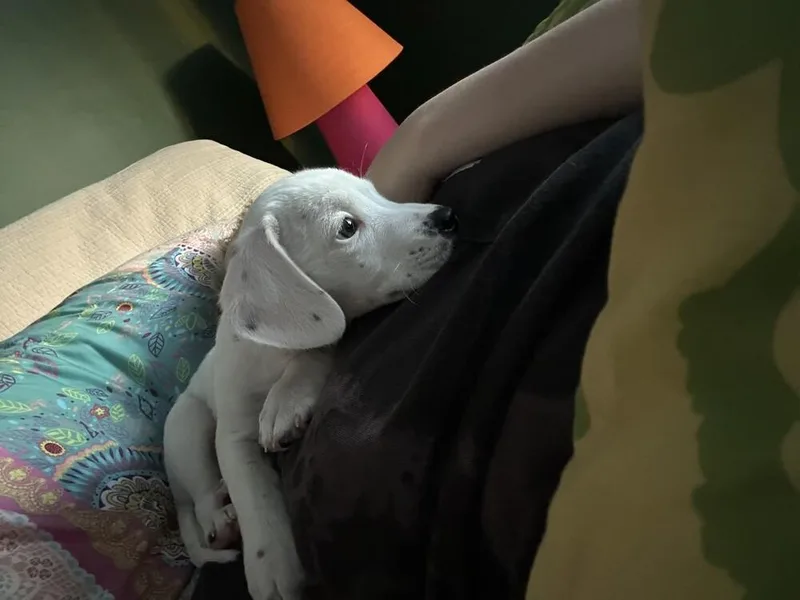 Felicity thumbnail 3