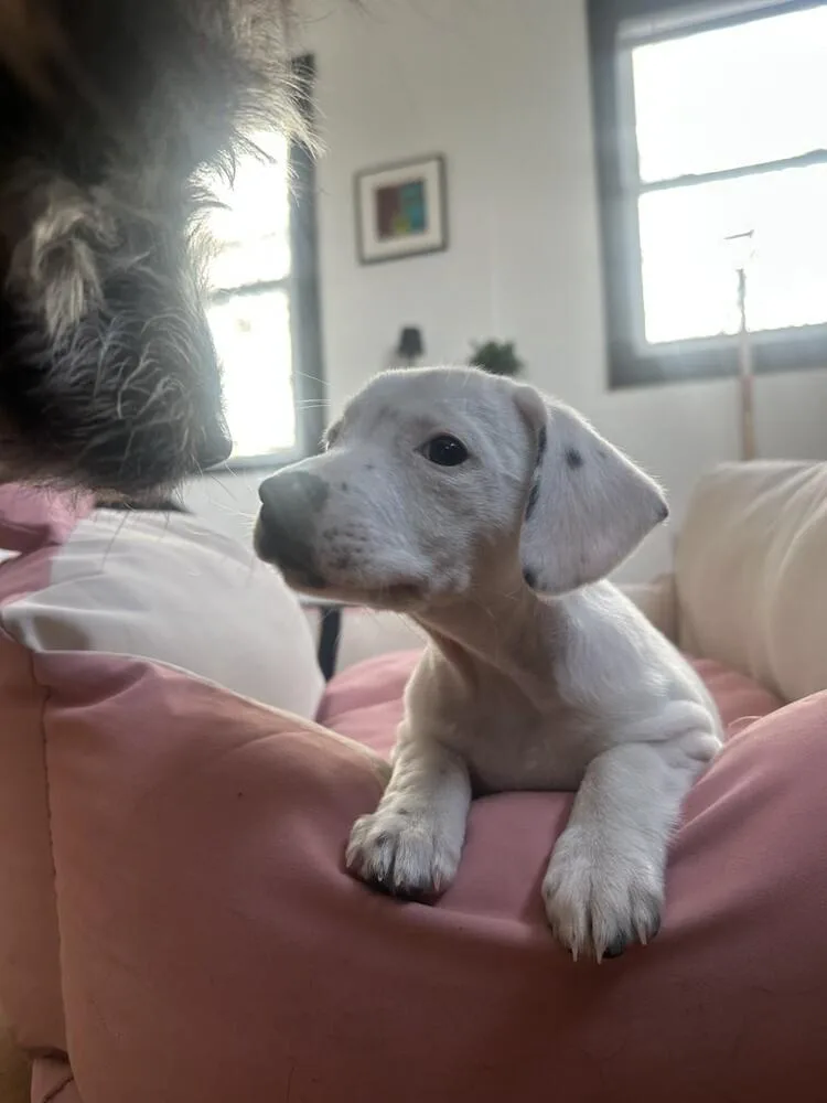 Felicity thumbnail 4