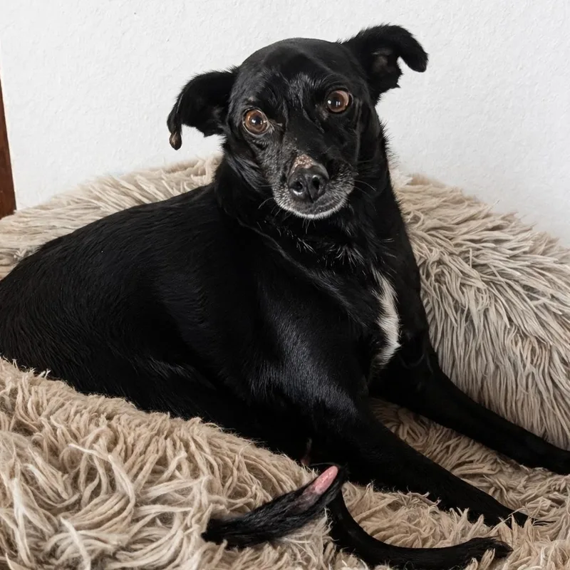 An adult small-sized male Black Chihuahua dog named Leo for adoption in Sherwood, OR