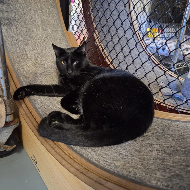 An adult medium-sized male Domestic Short Hair cat named Spike for adoption in Old Bridge, NJ
