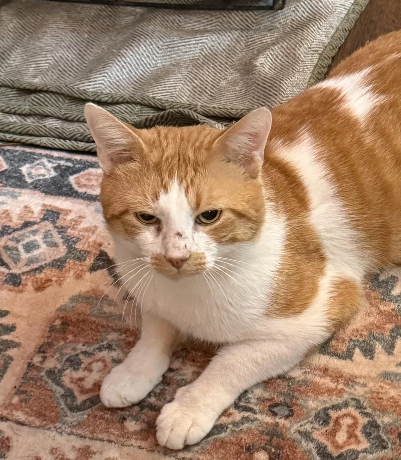 An adult medium-sized male Orange & White Domestic Short Hair cat named Sinbad for adoption in Flanders, NJ