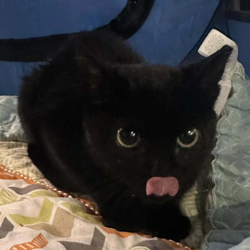 A young small-sized female Black Domestic Short Hair cat named Nelly for adoption in debary, FL