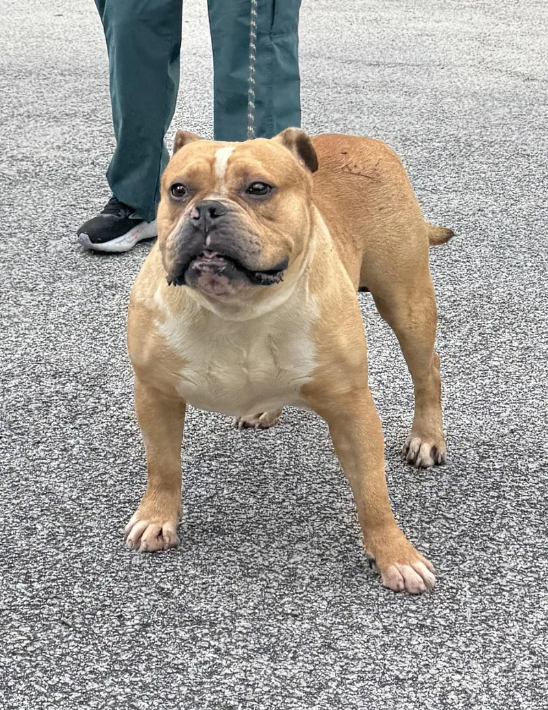 Dozer