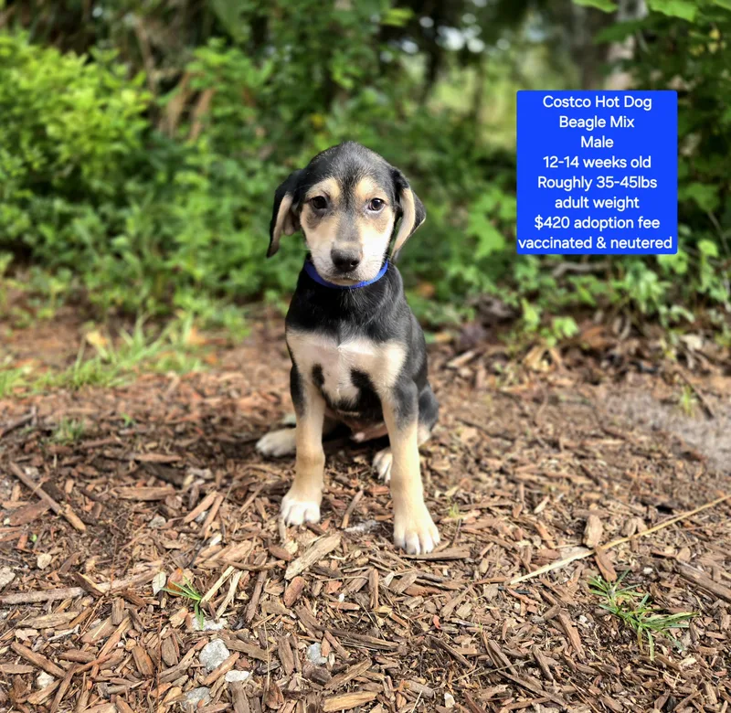 A baby medium-sized male Beagle dog named Costco Hot Dog for adoption in Oviedo, FL
