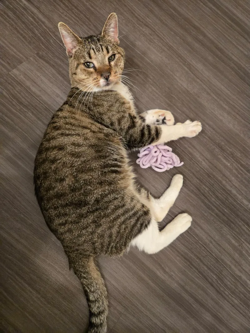 Bootsie Cedar