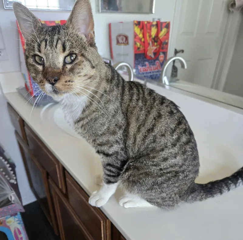 Bootsie Cedar thumbnail 2