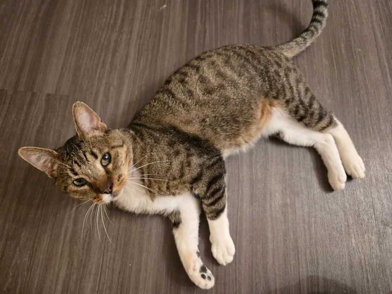 Bootsie Cedar thumbnail 3