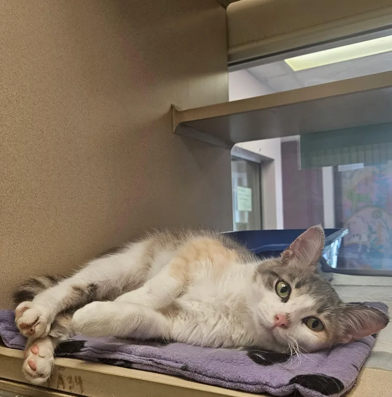A young small-sized female Dilute Calico Domestic Short Hair cat named Thistle for adoption in Mansfield, OH