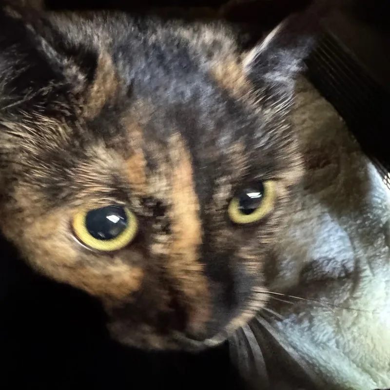 An adult medium-sized female Domestic Short Hair cat named Mush Mouse for adoption in Winston-Salem, NC