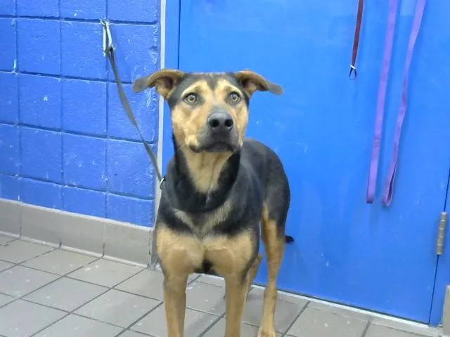 A young medium-sized female German Shepherd Dog dog named Sabby for adoption in Albuquerque, NM