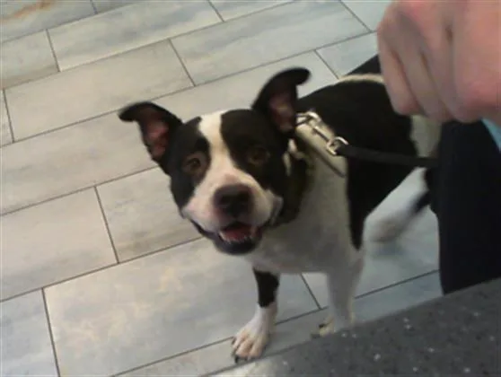 An adult large-sized female Pit Bull Terrier dog named Naomi for adoption in Charlotte, NC