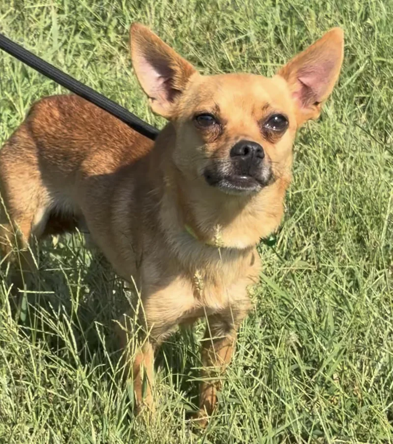 An adult small-sized male Yellow / Tan / Blond / Fawn Chihuahua dog named Papi for adoption in Blue Springs, MO