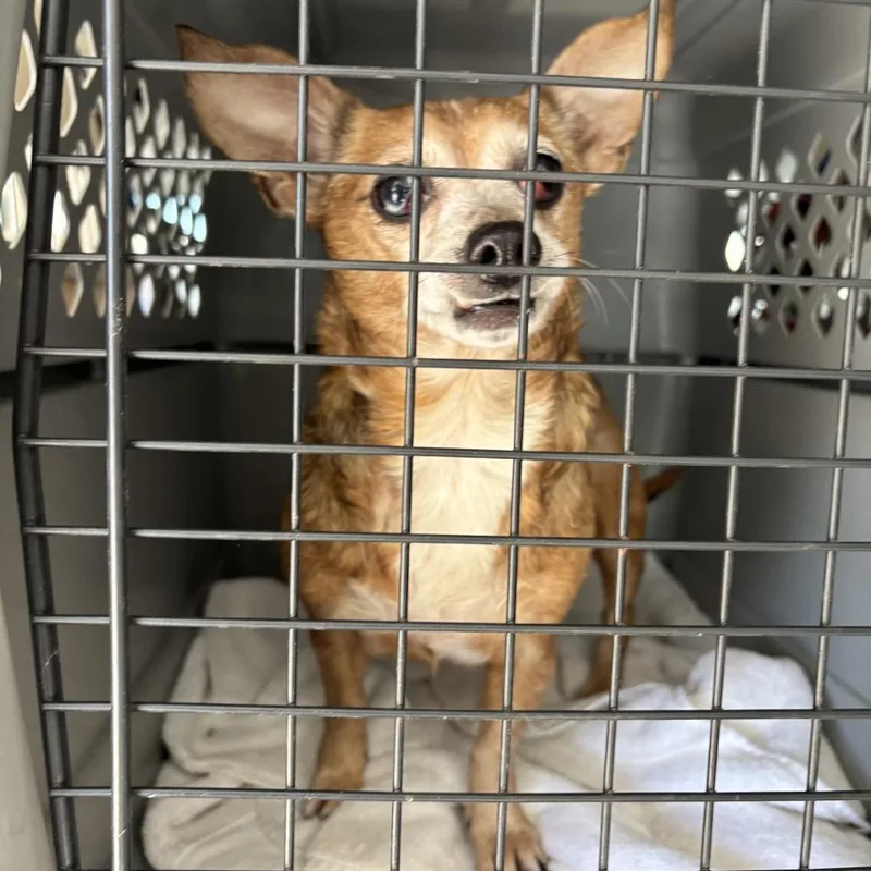 Plumaria thumbnail 2