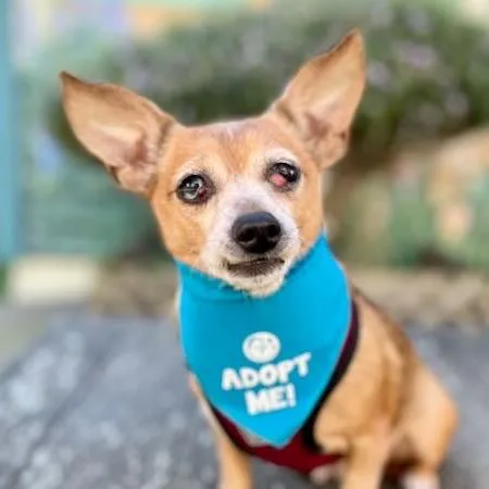 Plumaria thumbnail 3